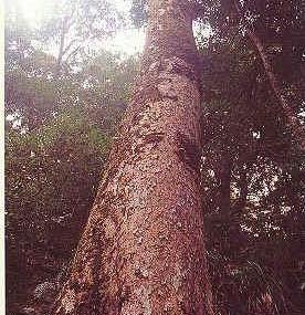 三明萝卜岩楠木自然保护区