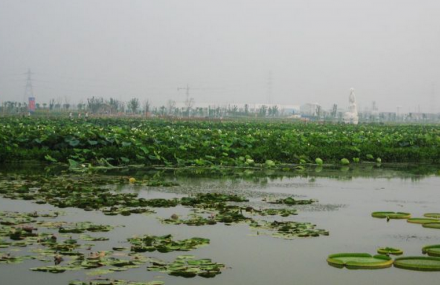 苏州荷塘月色湿地公园
