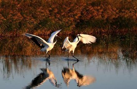 齐齐哈尔哈拉海湿地