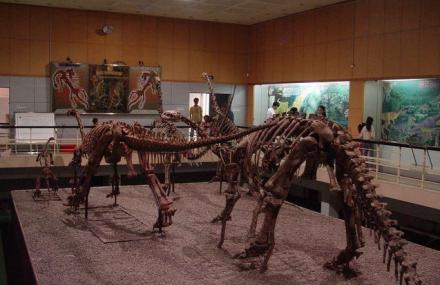 宜宾标本陈列厅