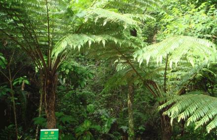 宜宾恐龙时代动植物厅