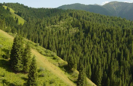 大兴安岭新林美人松原始森林