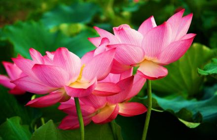 杭州里叶十里荷花景区