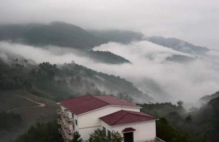 龙岩云顶茶园