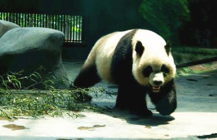 成都动物园