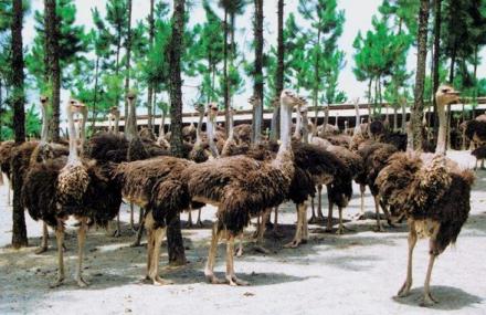 韶关乳源鸵鸟养殖场