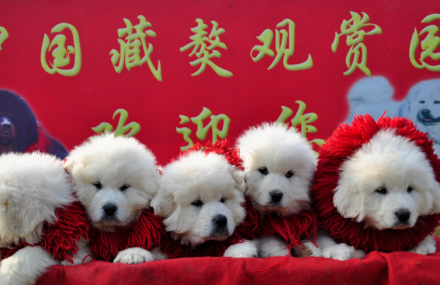 苏州中国藏獒观赏园