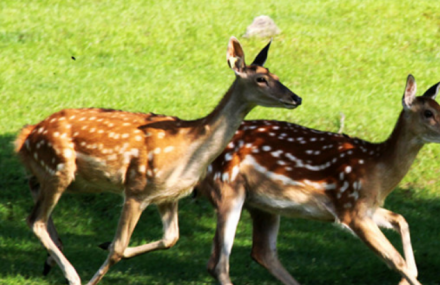 伊春金山屯白山狩猎场
