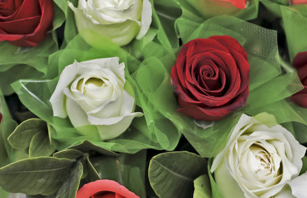 昆明甬道街花鸟市场