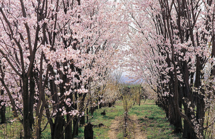 晋中杏园