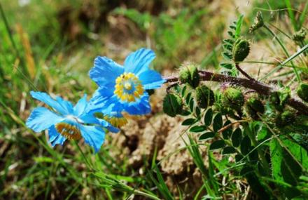 鄂尔多斯珍稀植物自然保护区