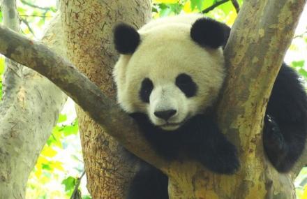 湖州下渚湖熊猫园