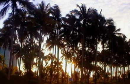 文昌椰子大观园