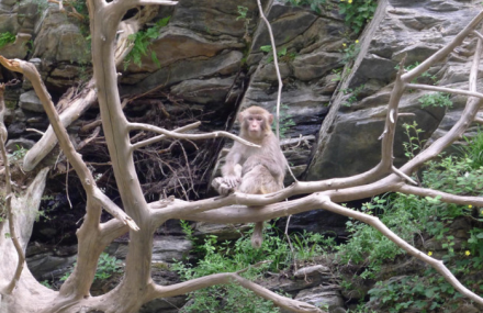 北京十渡太平生态猴山景区