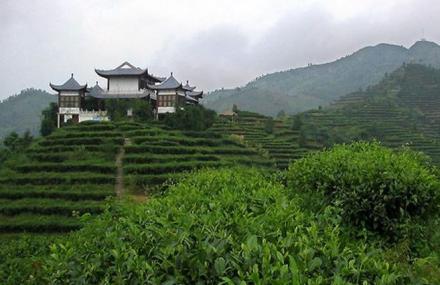 百色茶场