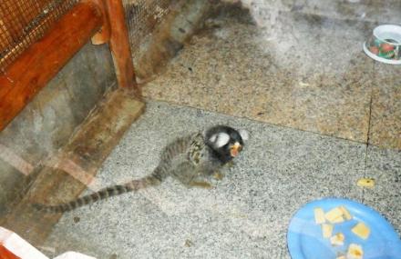 上海大自然野生昆虫馆