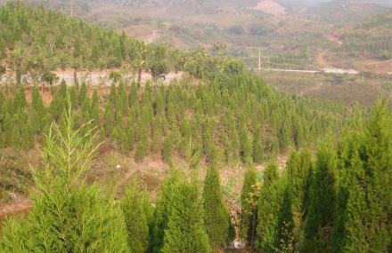 黄山植物大观园