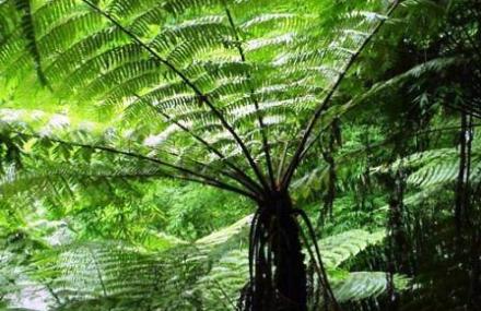 柳州沙塘森林公园