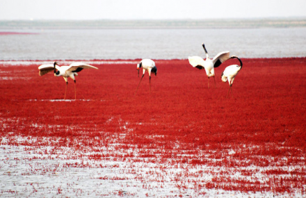 营口红海旅游区