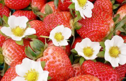 北京百辰生态园