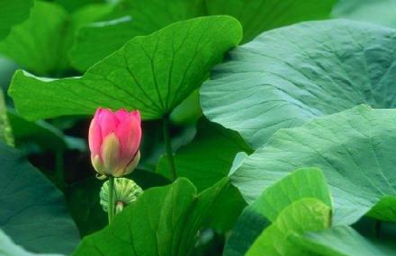 保定白洋淀文化苑