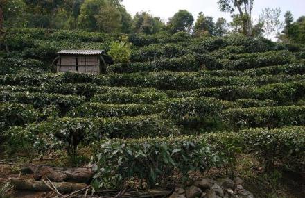 西双版纳南糯山