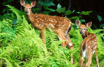 阿坝州铁布自然保护区