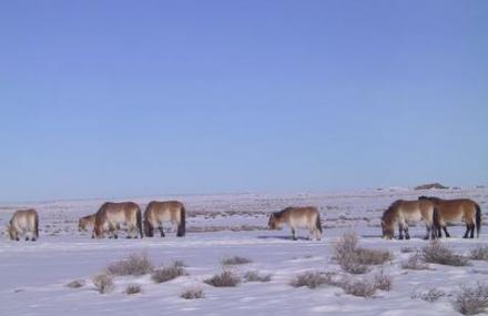 阿勒泰卡拉麦里有蹄类保护区