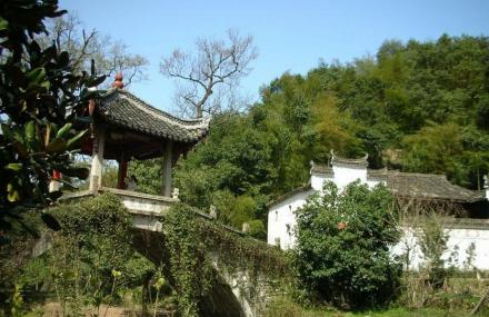 金华南方红豆杉