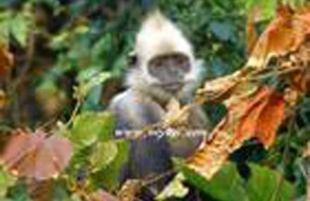 崇左弄官白头叶猴生态公园