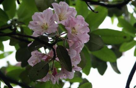 恩施双乳峰古树杜鹃群落