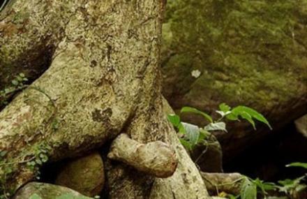 肇庆阳元树