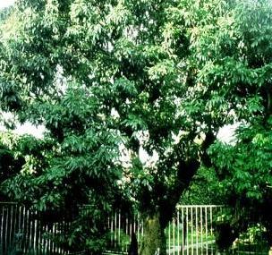 莆田宋家香古荔树