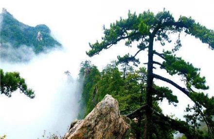 平顶山迎客松