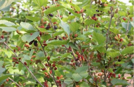 江门康莉桑果园