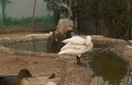 东营胜利天鹅湖动物园