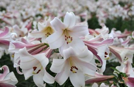 北京百合文化节