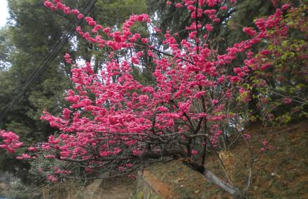 武汉武大樱花一日游
