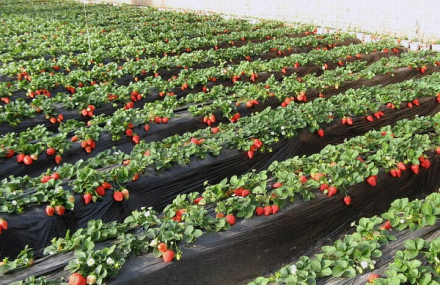 嘉兴万奥农庄草莓采摘