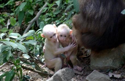 黄山浮溪野生猴谷