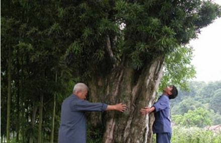 舟山千年罗汉松