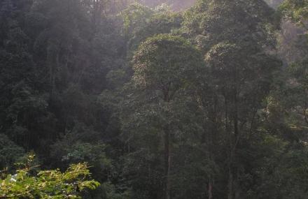 河池弄友原始森林