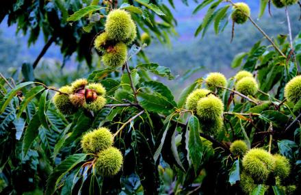 唐山栗乡风情园
