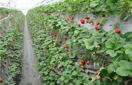 杭州建德杨村桥草莓苑