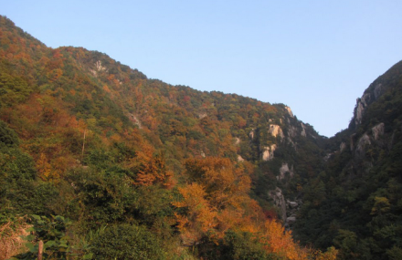 宁波红岗劲松