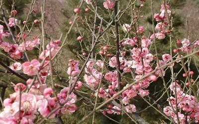 青岛十梅庵公园