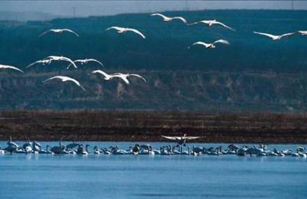 运城天鹅自然保护区