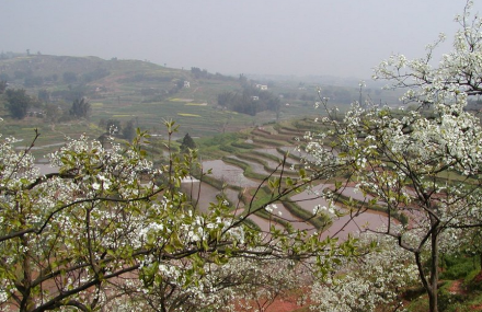 成都梨花溪