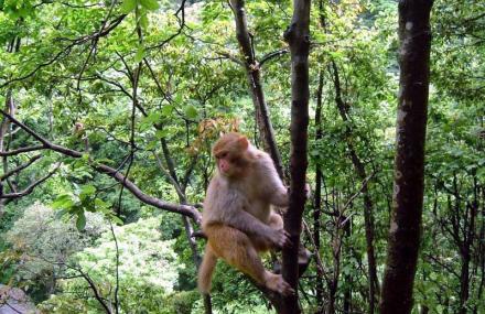 乐山自然生态猴区