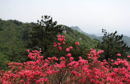 黄冈麻城杏花村